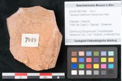 Foto (Objekt + Etikett) von Taxodium distichum miocenicum Heer (NHMW-GEO-2024-0188-7949)